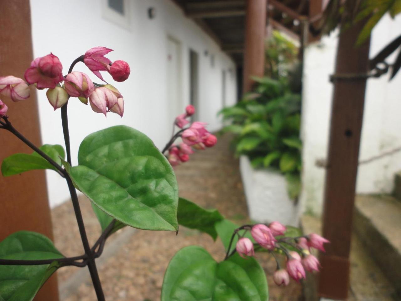 Suites E-Ponto - Entre O Centro Historico E Mata Atlantica Paraty Luaran gambar